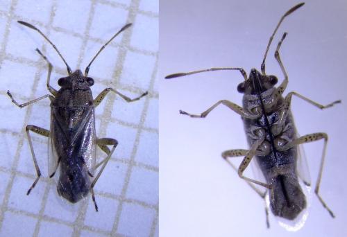 Nysius graminicola